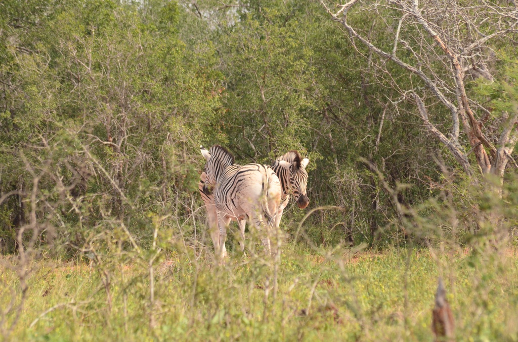 2015-05 South Africa/iMfolozi/DSC_0272.JPG